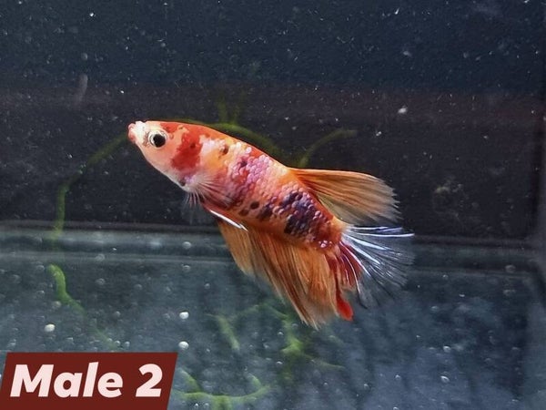 Betta_Marble2024#1 | Halfmoon Male 2