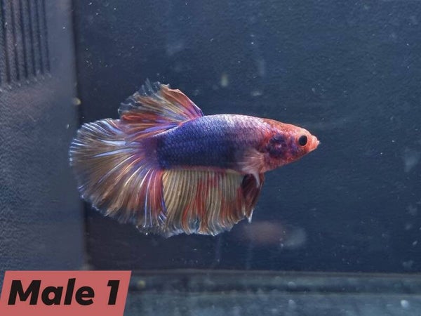Betta_Marble2024#1 | Halfmoon Male 1