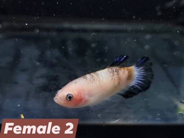 Betta_Marble2024#1 | HMPK Female 2