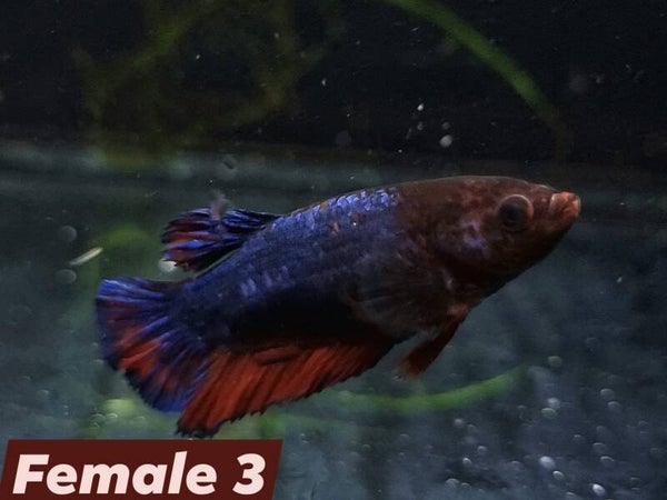 Betta_Marble2024#1 | HMPK Female 3