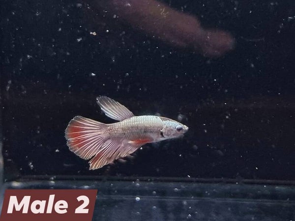 Betta_Avatar2025#1 | Halfmoon Male 2