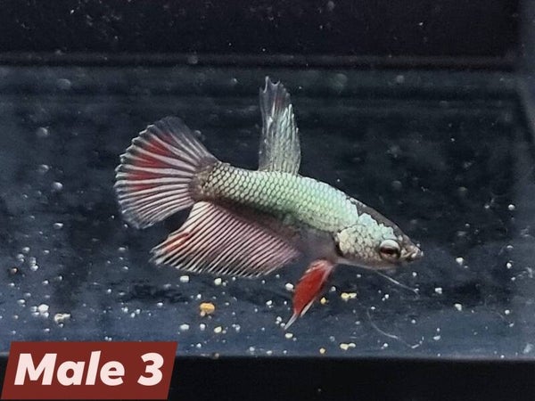 Betta_Avatar2025#1 | Halfmoon Male 3