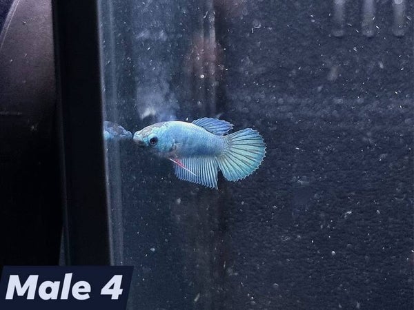 Betta_Avatar2025#1 | Halfmoon Male 4