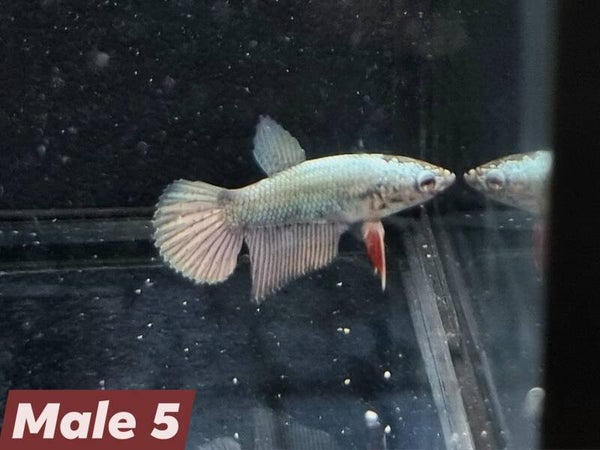 Betta_Avatar2025#1 | Halfmoon Male 5