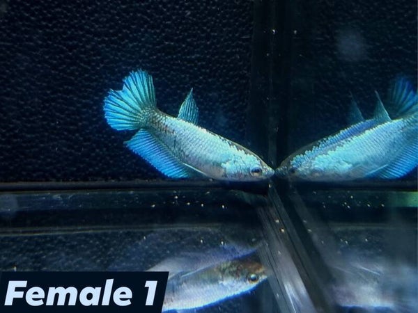 Betta_Avatar2025#1 | Halfmoon Female 1