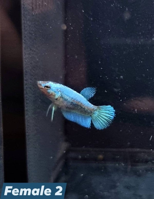 Betta_Avatar2025#1 | Halfmoon Female 2