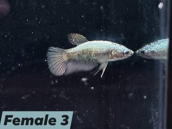 Betta_Avatar2025#1 | Halfmoon Female 3