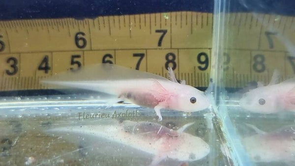 AXO26#1 - Leucistic