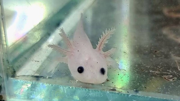 AXO26#1 - Melanoid Leucistic