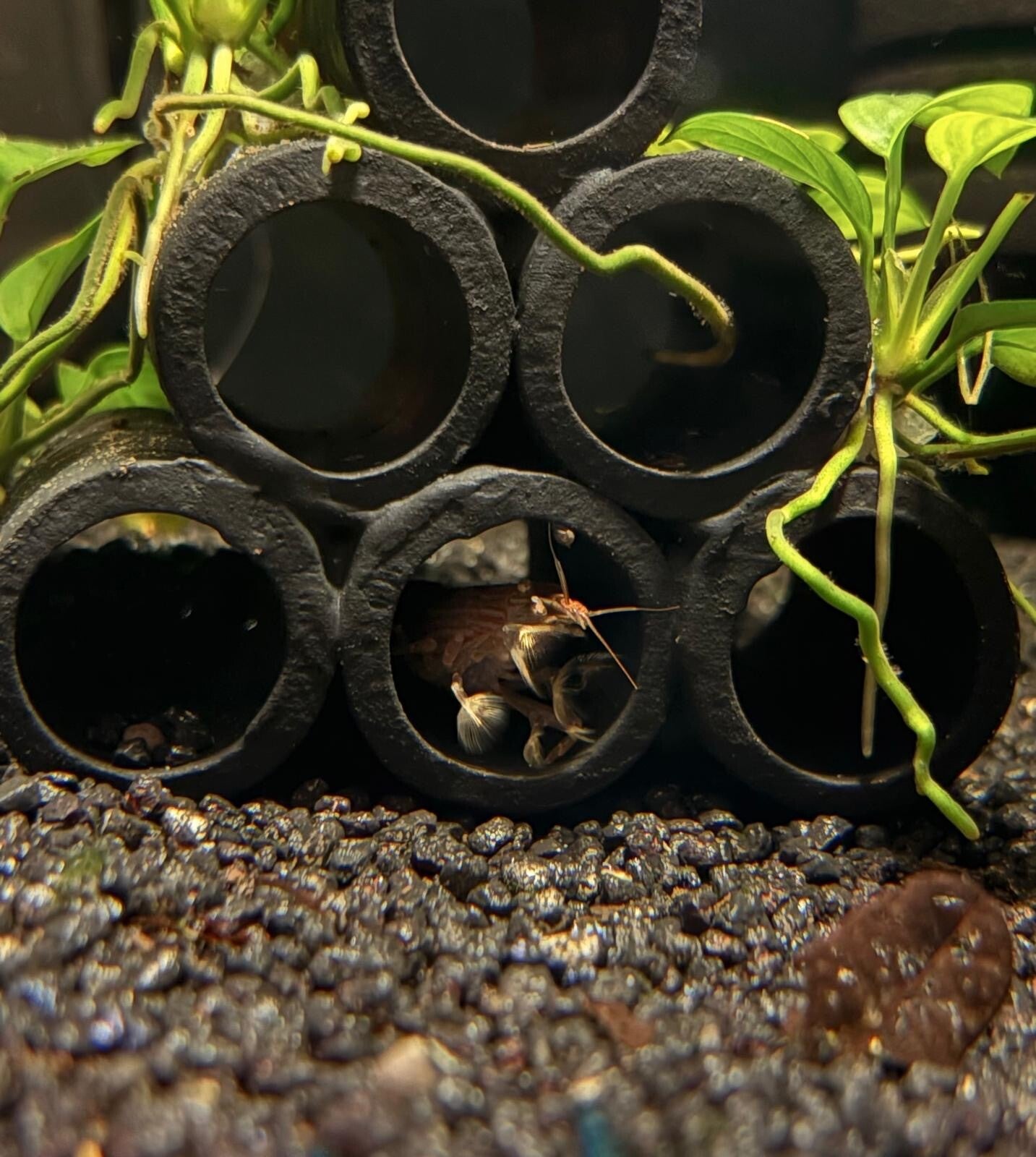 Aziatische Waaierhand Siergarnaal