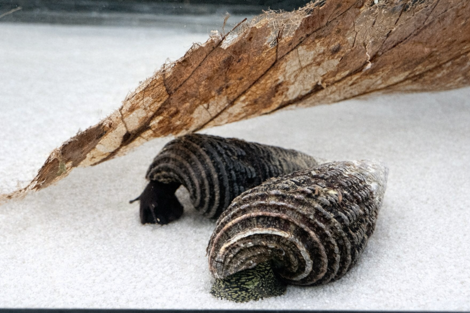 Perlhuhn Sulawesi Tylomelania Aquariumslak