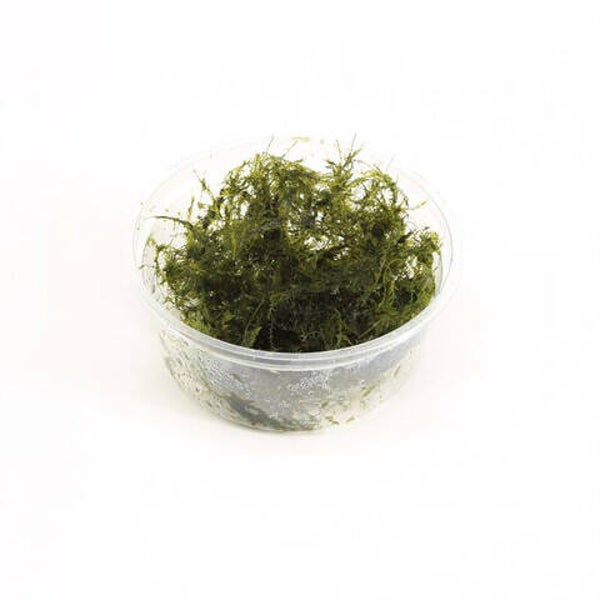 Phoenix mos (Cup 80 cc)