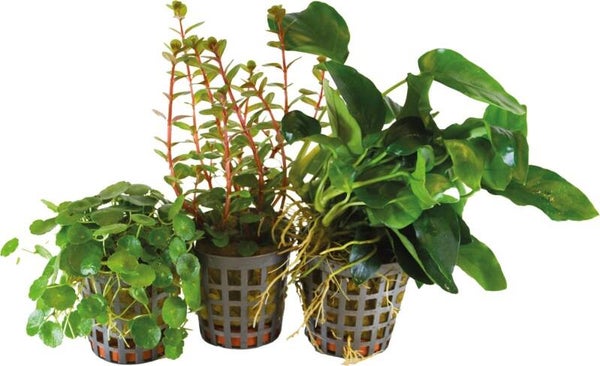 BIOART Planten Mix van 3