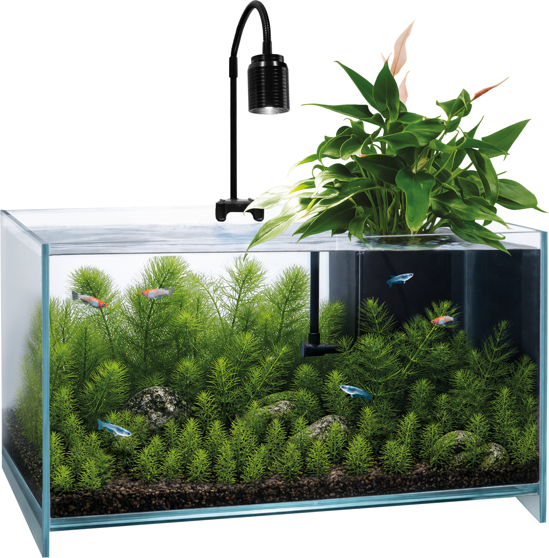 Superfish Medaka Aquarium (25L)