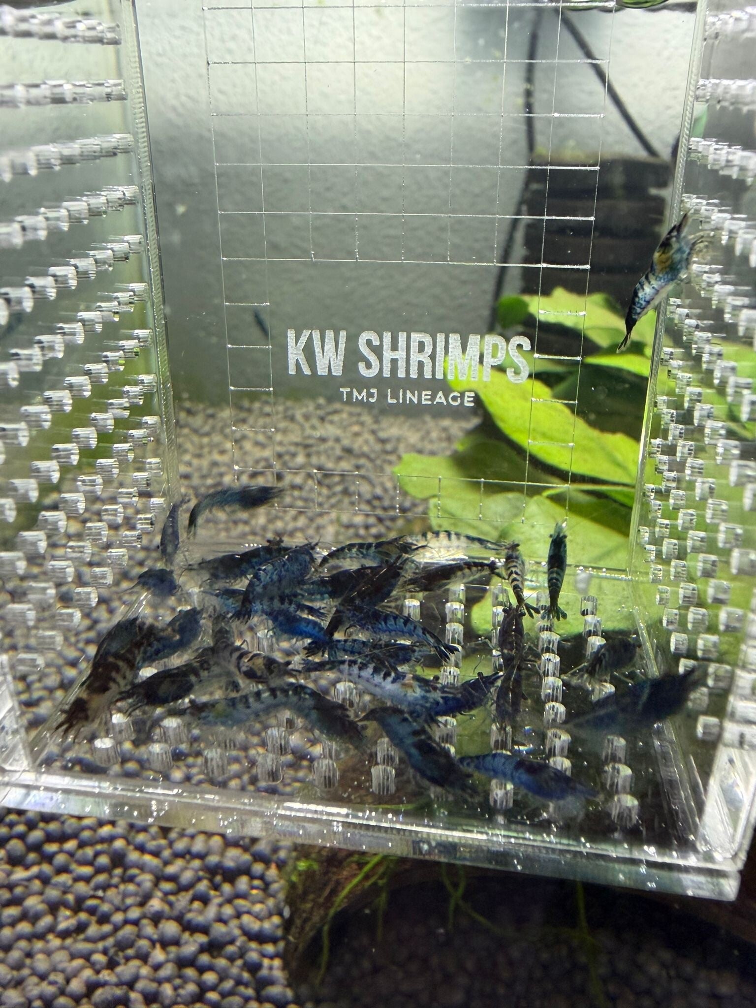 Neocaridina Black & Blue Zebra Siergarnaal