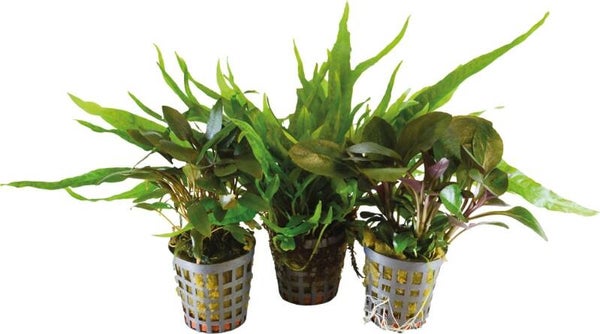 AP-BIOART COMBI PACK  3 POTS