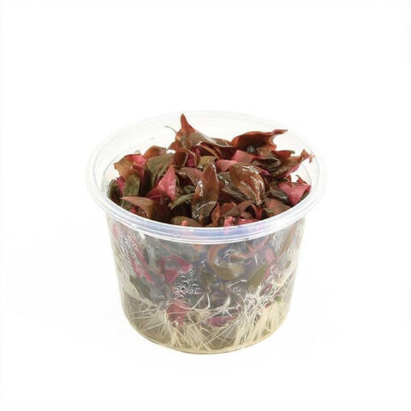 Alternanthera minima (cup 100cc)