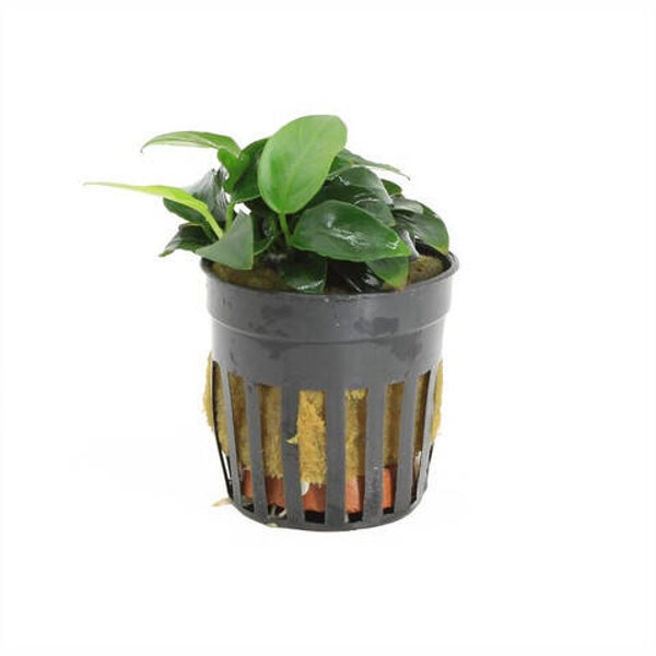 Anubias nana petite