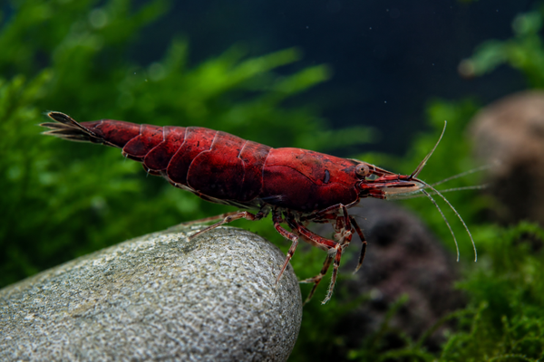 Neocaridina Red Onyx Siergarnaal