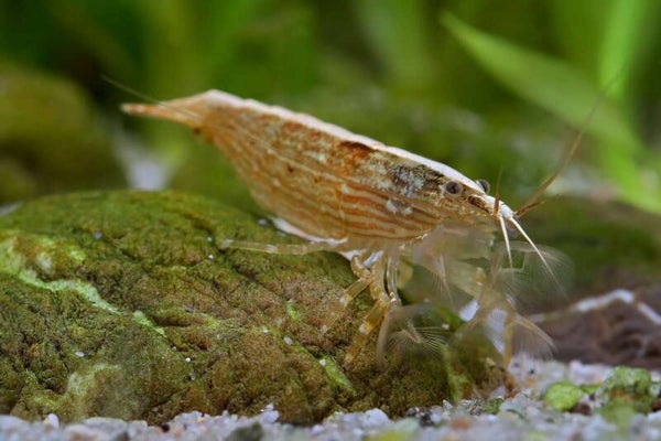 Aziatische Waaierhand siergarnaal