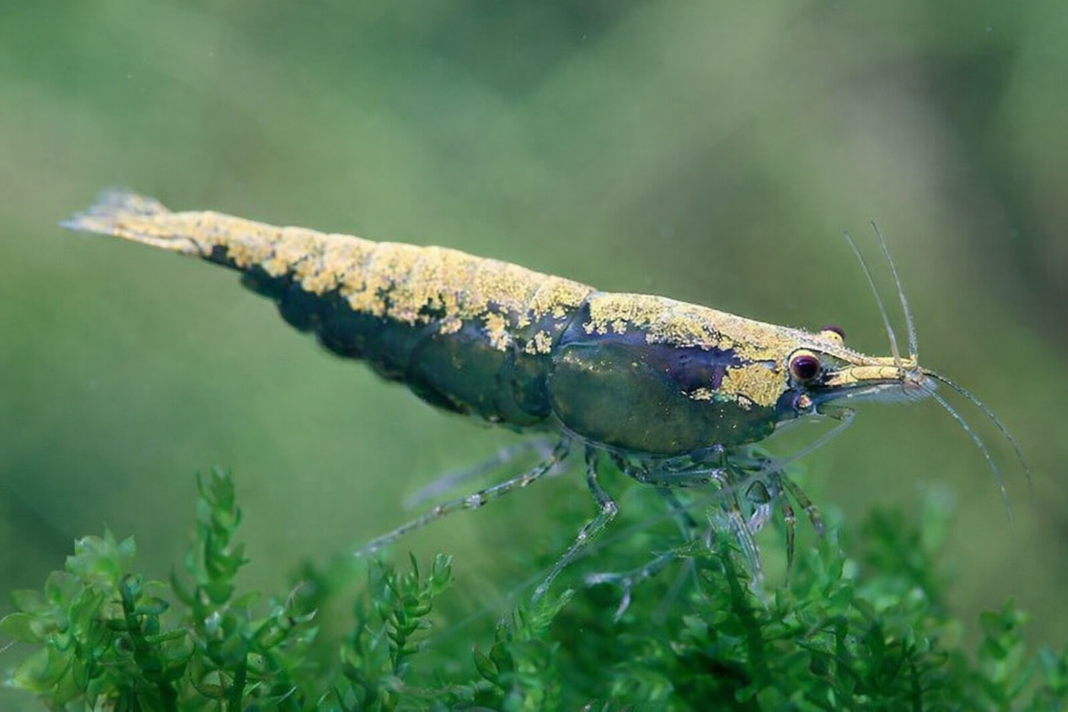 Green Golden Top Neocaridina Siergarnaal