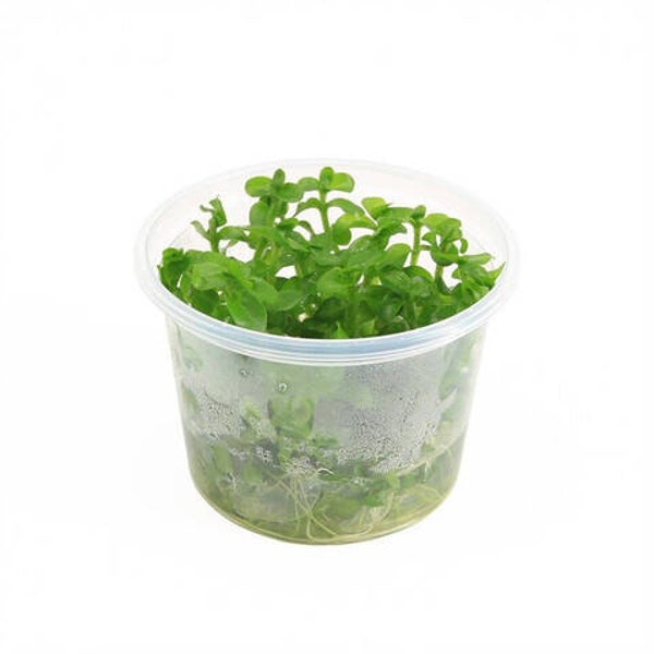 Bacopa caroliniana (cup 100cc)