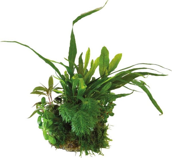 BIOART BALL MICROSORUM PTEROPUS