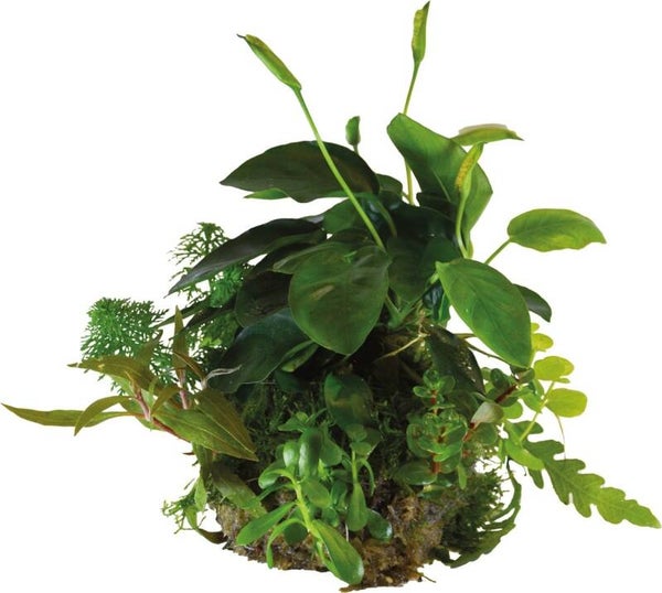 BIOART Plant Bal Anubias – Kant-en-klaar