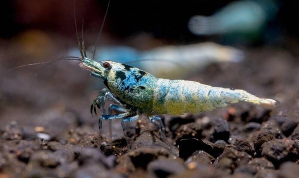 Caridina Blue Bolt  Caridina (osmose)