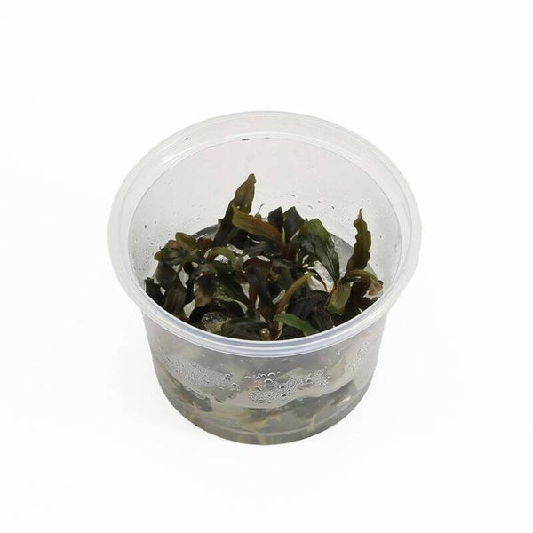 Bucephelandra sp red (cup 100cc)