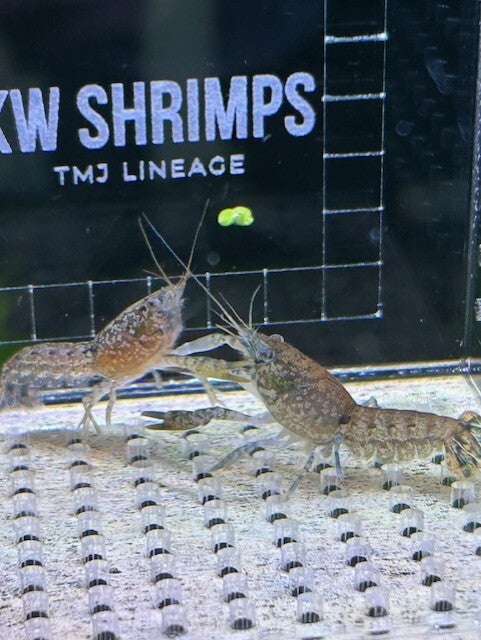 Cambarellus diminutus - Dwergkreeft - Eigen nakweek