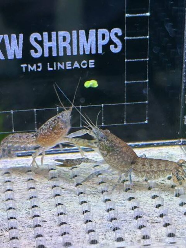 Cambarellus diminutus - Dwergkreeft - Eigen nakweek