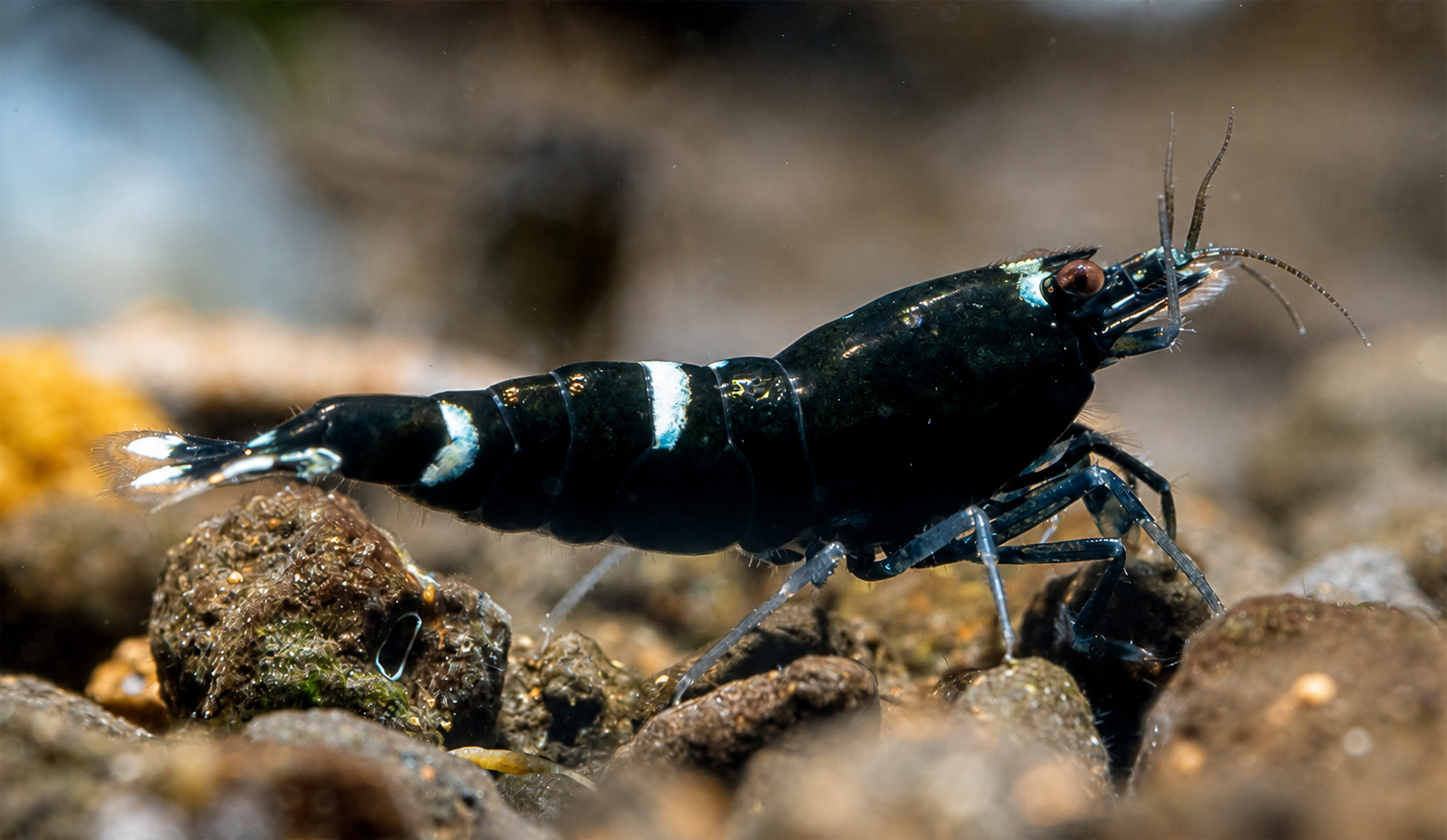 Caridina Black King Kong 1.2-1.5CM (osmose)