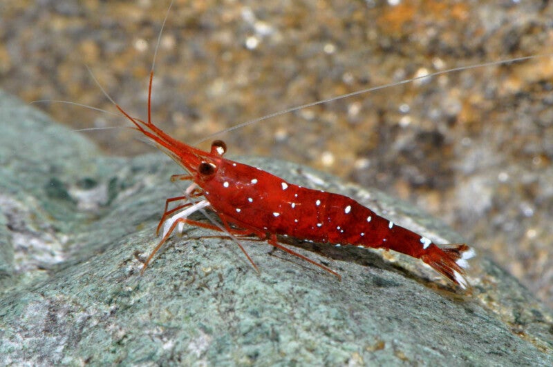 Caridina Dennerli Siergarnaal