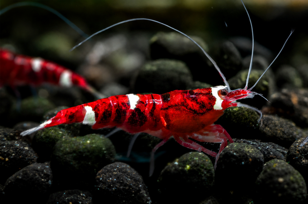 Caridina Red King Kong | 1,2–1,5 cm (osmose)