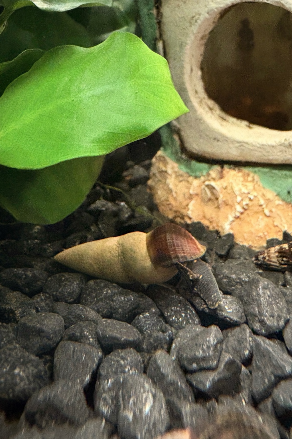 Tylomelania “Chocolate” (Chocolate Rabbit Snail) Aquariumslak
