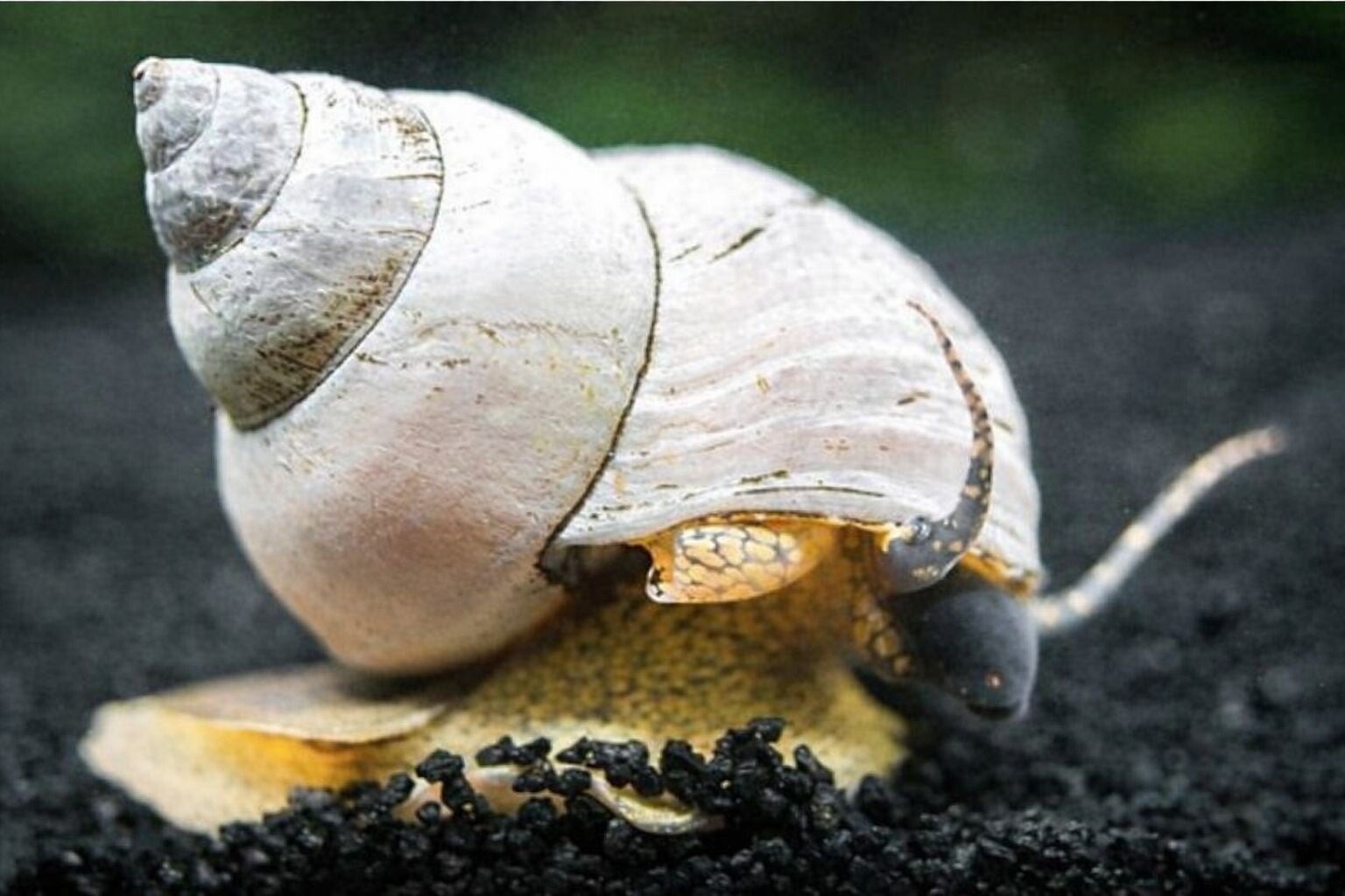 White Wizard – Filopaludina martensi (3–3,5 cm) Aquariumslak