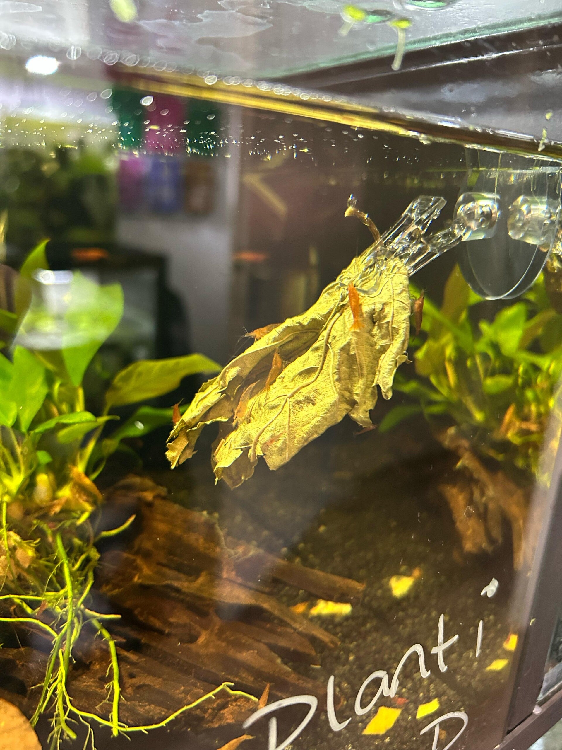 Bladhouder voor het Aquarium