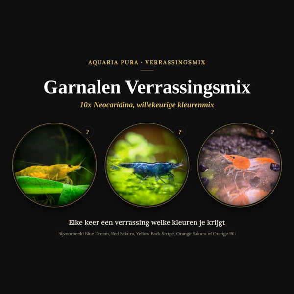 Garnalen Verrassingsmix: 10x mystery Neocaridina