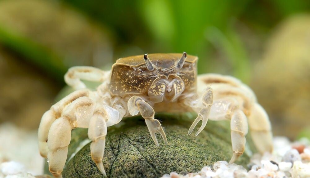 Potamocypoda pugil – Dwergspookkrab