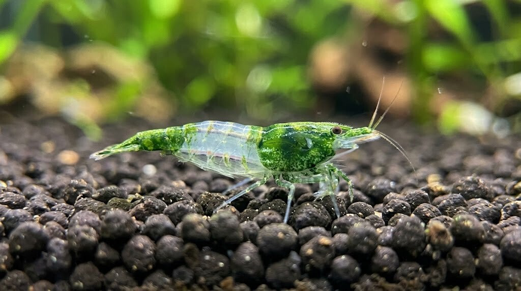 Neocaridina Green Rili Siergarnaal