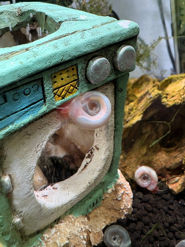 Posthoorn Aquariumslak Diverse kleuren!