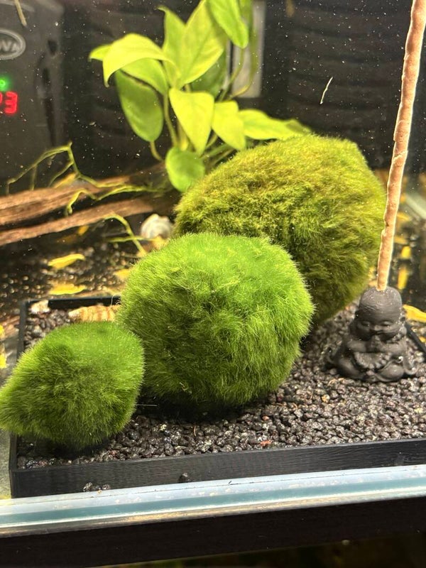 Groene Mosbal/Mosbol S, L en XL