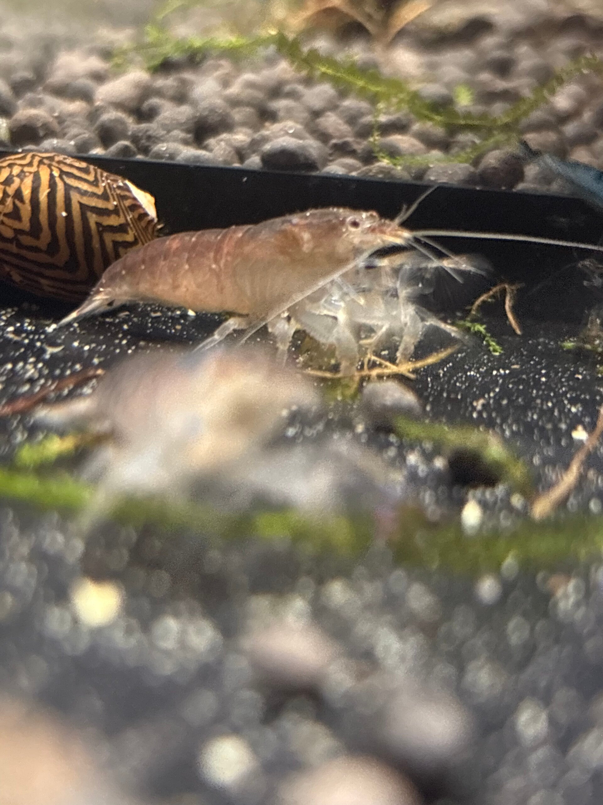 Blauwe Waaierhand Siergarnaal (Atya gabonensis)