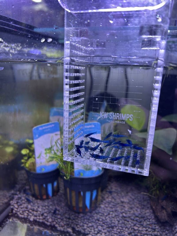 Neocaridina Blue Velvet Siergarnaal