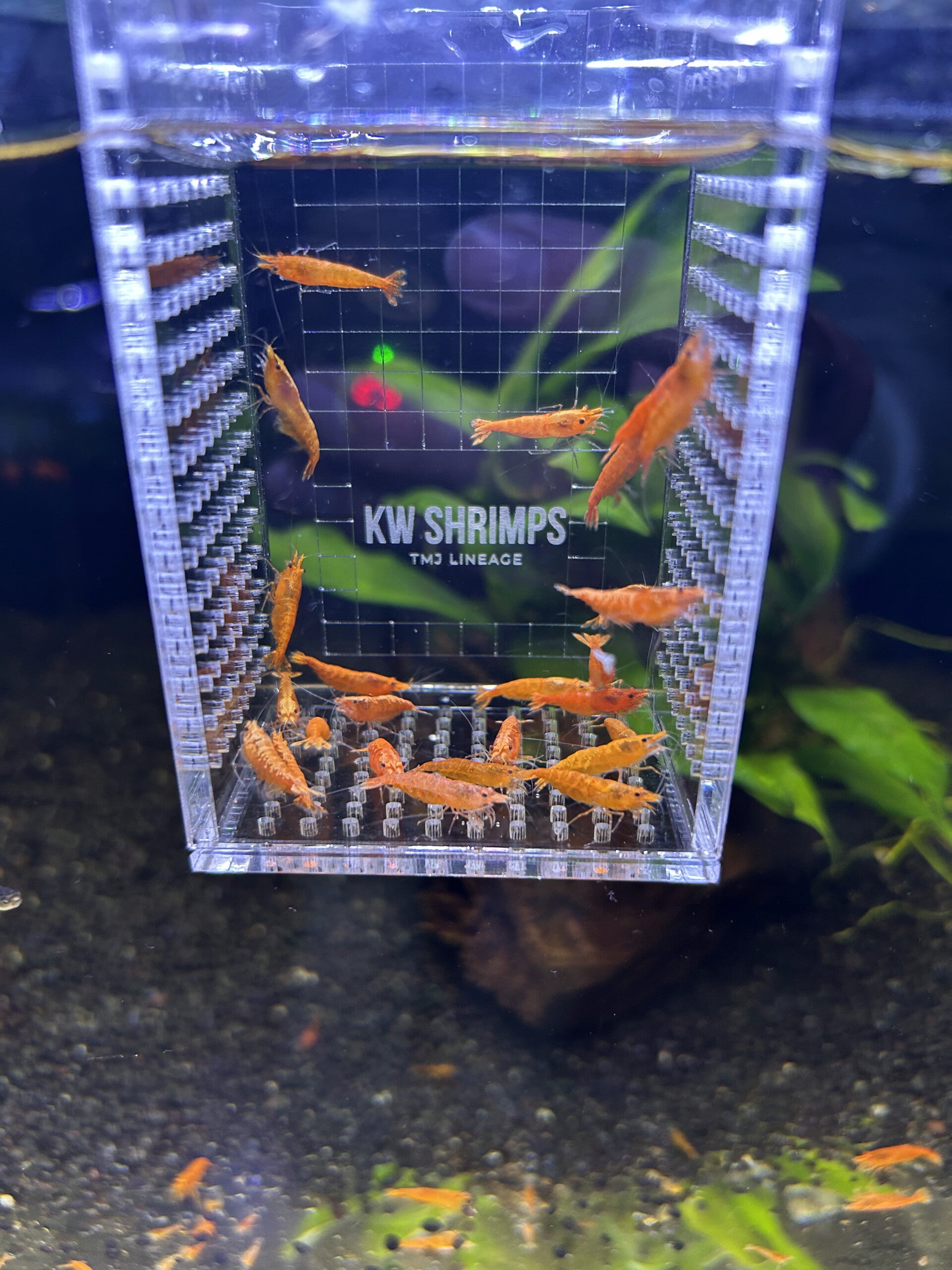 Orange Sakura Neocaridina Siergarnaal