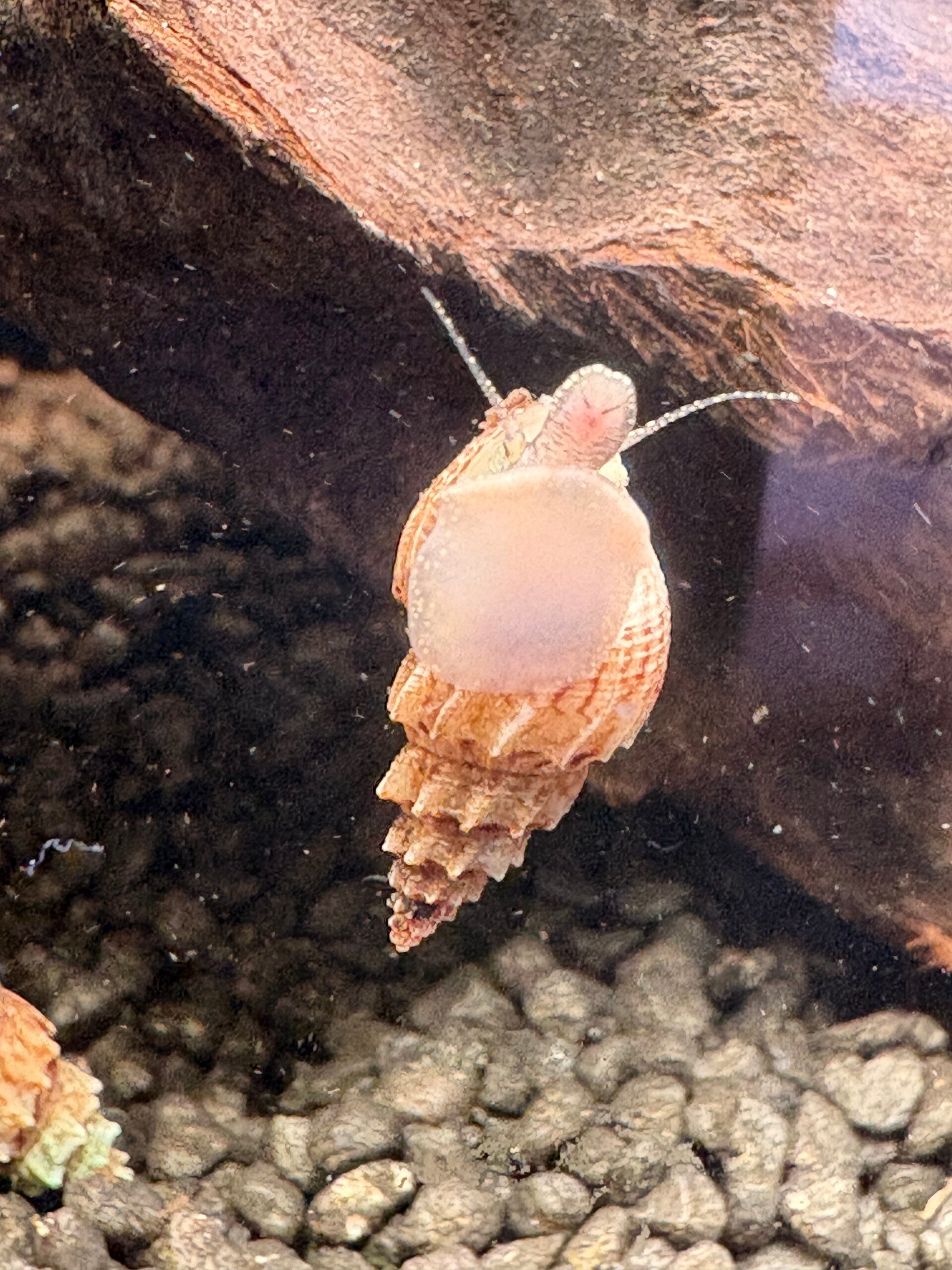 Thiara scabra ‘Ankylosaurus’  Aquariumslak