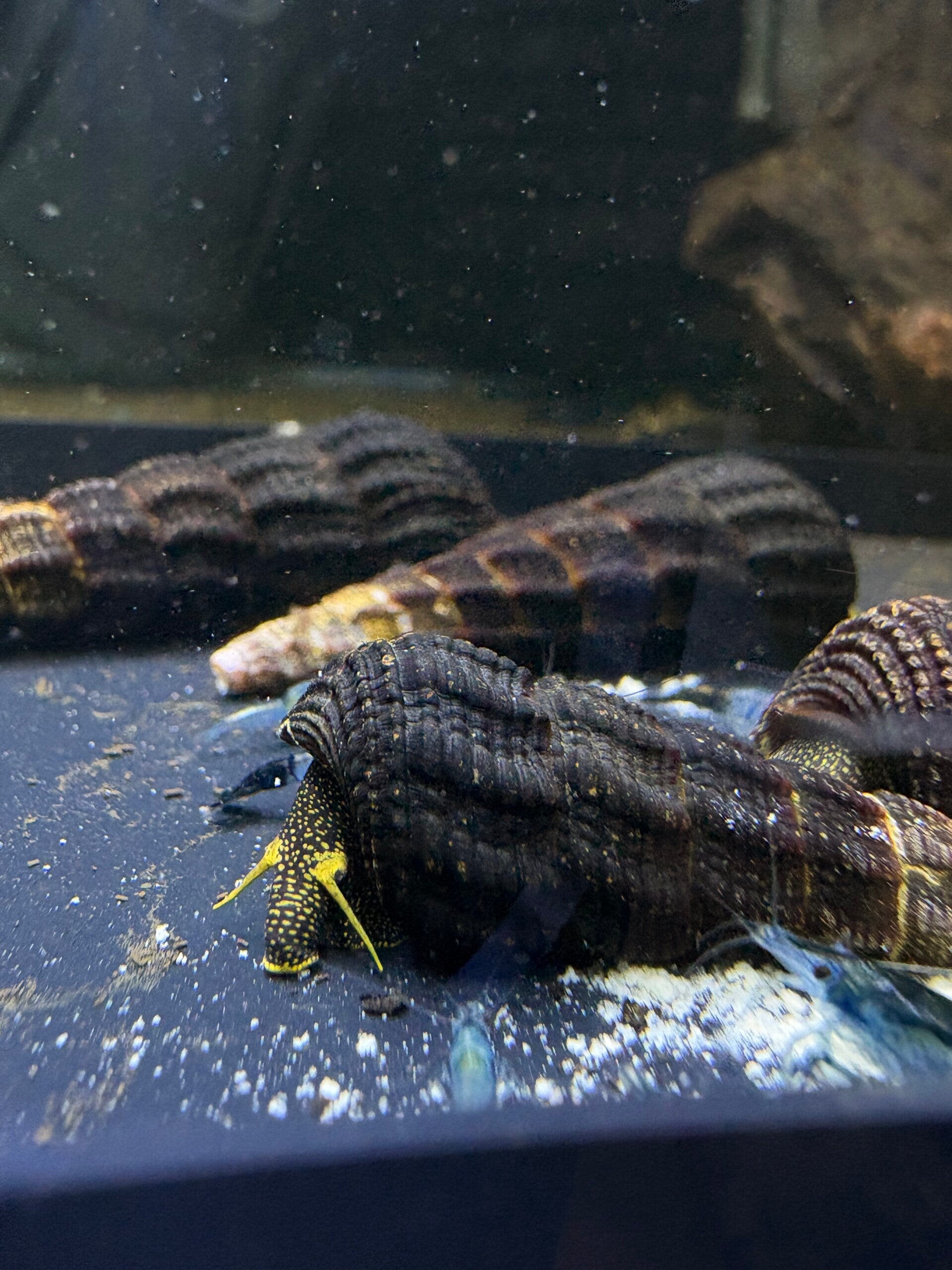 Tylomelania Yellow Antenna Aquariumslak