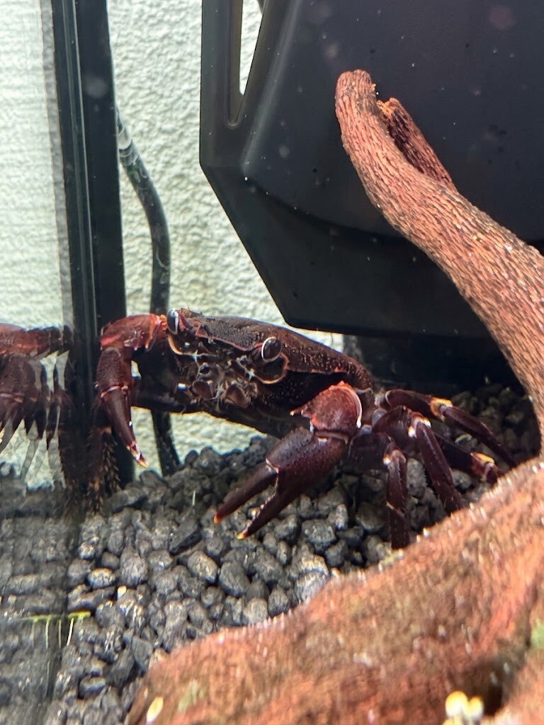 Paarse Matano-krab – Syntripsa matanensis
