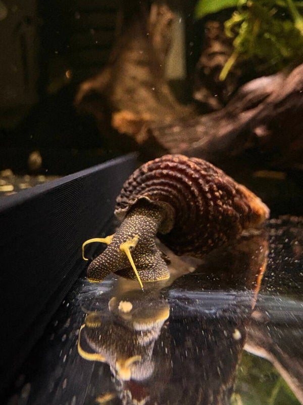 Tylomelania Sp. Yellow Antenna Aquariumslak